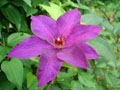 Clematis