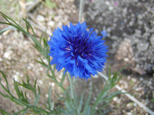 Cornflower