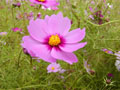 Cosmos