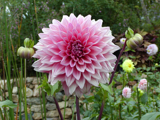 Dahlia