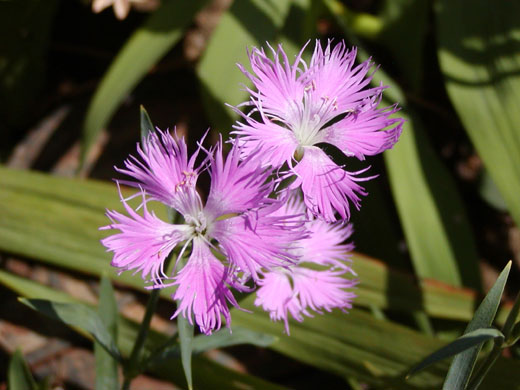 Dianthus