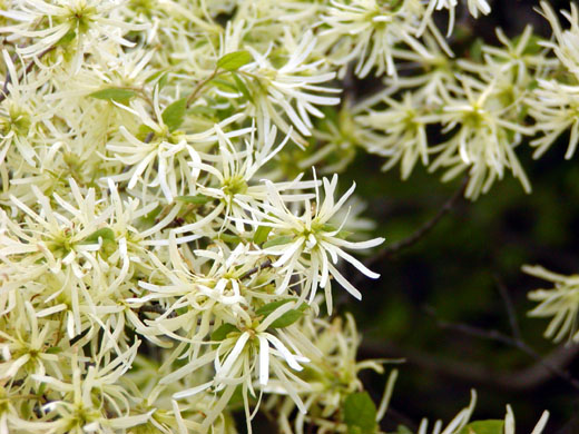 Fringe flower