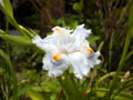 Fringed Iris