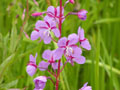 Fireweed