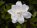 Gardenia