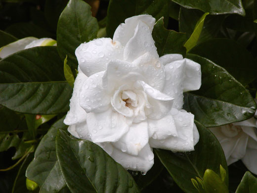 Gardenia