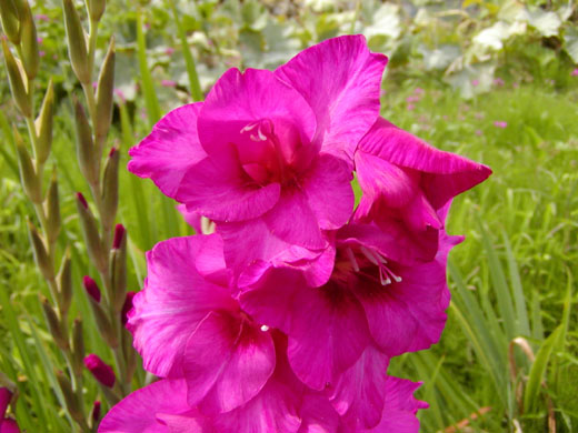 Gladiolus