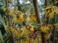 Hamamelis