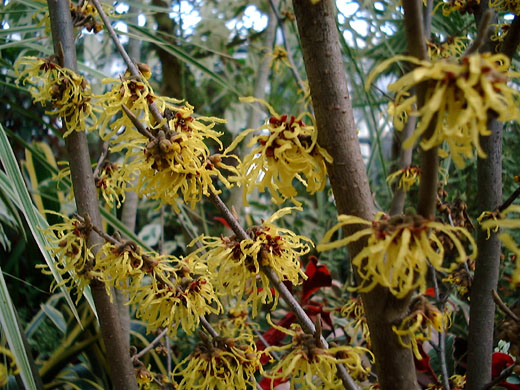 Hamamelis