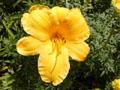 Hemerocallis