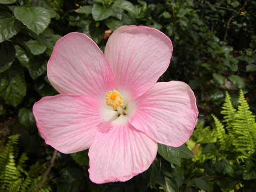 Hibiscus