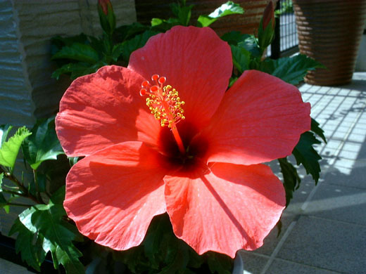 Hibiscus