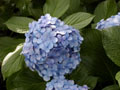 Hydrangea