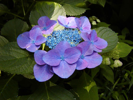 Hydrangea