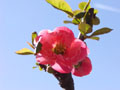 Japanese quince