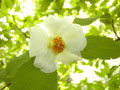 Japanese stewartia