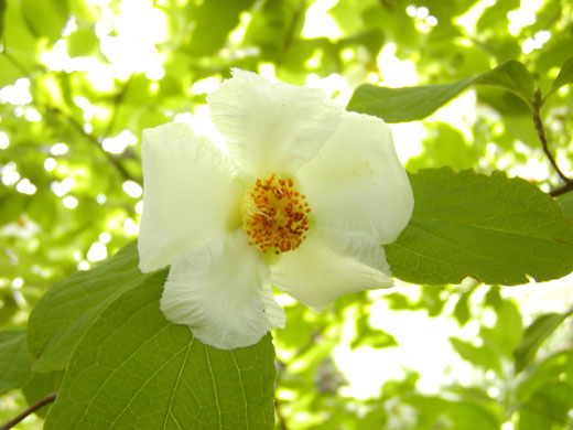 Japanese stewartia