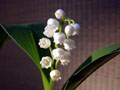 Lily of valley
