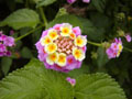 Lantana