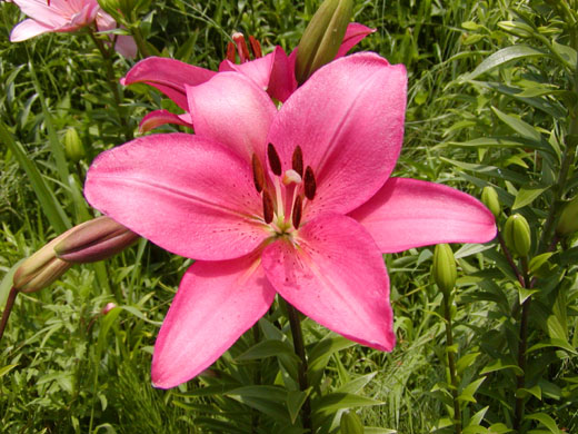 Lily2