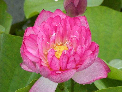 Lotus