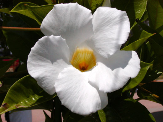 Mandevilla