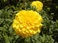 Marigold