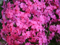 Moss phlox