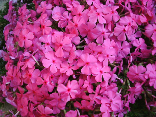 Moss phlox