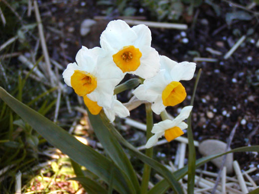 Narcissus