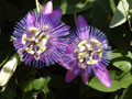 Passion flower