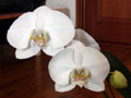 Phalaenopsis01