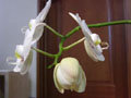 Phalaenopsis02