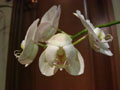 Phalaenopsis03