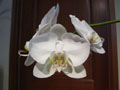 Phalaenopsis04