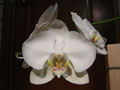 Phalaenopsis05