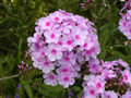 Phlox