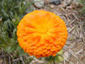 Pot marigold