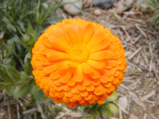 Pot marigold