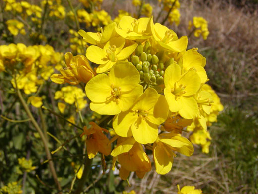 Rape blossoms