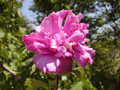 Rose of Sharon