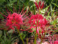 Red spider lily