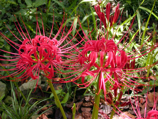 Red spider lily