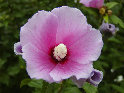 Rose mallow