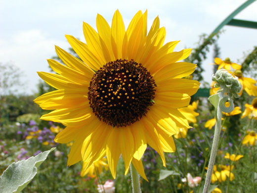 Sun flower