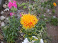 Safflower