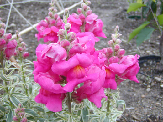 Snapdragon