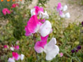 Sweet pea02