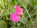 Sweet pea03