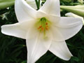 Trumpet lily